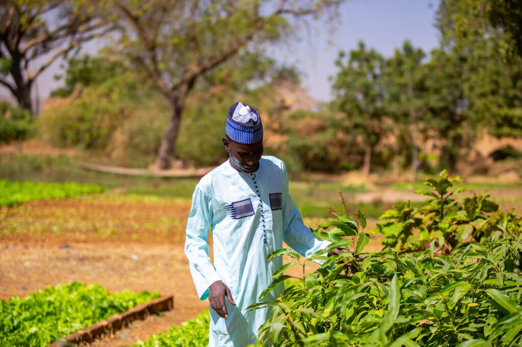 Muslim,African,Man,Dressed,In,Traditional,Peuhl,Outfit,Inspecting,Lettuce